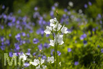 24.06.2026,  Kurpark in Bad Wörishofen (Bayern),  der schön angelegte Kneipp-Kräutergarten mit den bekanntesten Heilkräutern in der Heilkunde. Rundblättrige Glockenblume (Campanula rotundifolia)