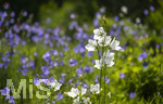 24.06.2026,  Kurpark in Bad Wörishofen (Bayern),  der schön angelegte Kneipp-Kräutergarten mit den bekanntesten Heilkräutern in der Heilkunde. Rundblättrige Glockenblume (Campanula rotundifolia)