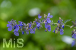 24.06.2026,  Kurpark in Bad Wörishofen (Bayern),  der schön angelegte Kneipp-Kräutergarten mit den bekanntesten Heilkräutern in der Heilkunde. Katzenminze (Nepeta x faassenii)