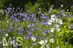 24.06.2026,  Kurpark in Bad Wörishofen (Bayern),  der schön angelegte Kneipp-Kräutergarten mit den bekanntesten Heilkräutern in der Heilkunde. Rundblättrige Glockenblume (Campanula rotundifolia) 