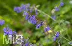 24.06.2026,  Kurpark in Bad Wörishofen (Bayern),  der schön angelegte Kneipp-Kräutergarten mit den bekanntesten Heilkräutern in der Heilkunde. Katzenminze (Nepeta x faassenii)