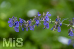 24.06.2026,  Kurpark in Bad Wörishofen (Bayern),  der schön angelegte Kneipp-Kräutergarten mit den bekanntesten Heilkräutern in der Heilkunde. Katzenminze (Nepeta x faassenii)