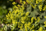 24.06.2026,  Kurpark in Bad Wörishofen (Bayern),  der schön angelegte Kneipp-Kräutergarten mit den bekanntesten Heilkräutern in der Heilkunde. Frauenmantel (Alchemilla mollis) 