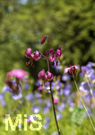 24.06.2026,  Kurpark in Bad Wörishofen (Bayern),  der schön angelegte Kneipp-Kräutergarten mit den bekanntesten Heilkräutern in der Heilkunde. Türkenbundlilie (Lilium martagon),