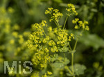 24.06.2026,  Kurpark in Bad Wörishofen (Bayern),  der schön angelegte Kneipp-Kräutergarten mit den bekanntesten Heilkräutern in der Heilkunde. Weicher Frauenmantel (Alchemilla mollis)