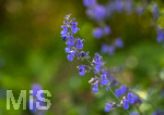 24.06.2026,  Kurpark in Bad Wörishofen (Bayern),  der schön angelegte Kneipp-Kräutergarten mit den bekanntesten Heilkräutern in der Heilkunde. Katzenminze (Nepeta x faassenii)