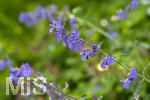 24.06.2026,  Kurpark in Bad Wörishofen (Bayern),  der schön angelegte Kneipp-Kräutergarten mit den bekanntesten Heilkräutern in der Heilkunde. Katzenminze (Nepeta x faassenii)