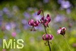 24.06.2026,  Kurpark in Bad Wörishofen (Bayern),  der schön angelegte Kneipp-Kräutergarten mit den bekanntesten Heilkräutern in der Heilkunde. Türkenbundlilie (Lilium martagon),