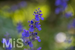 24.06.2026,  Kurpark in Bad Wörishofen (Bayern),  der schön angelegte Kneipp-Kräutergarten mit den bekanntesten Heilkräutern in der Heilkunde. Katzenminze (Nepeta x faassenii)