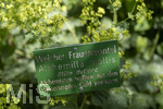 24.06.2026,  Kurpark in Bad Wörishofen (Bayern),  der schön angelegte Kneipp-Kräutergarten mit den bekanntesten Heilkräutern in der Heilkunde. Weicher Frauenmantel (Alchemilla mollis) 