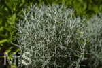 24.06.2026,  Kurpark in Bad Wörishofen (Bayern),  der schön angelegte Kneipp-Kräutergarten mit den bekanntesten Heilkräutern in der Heilkunde. Heiligenkraut (Santonia chamaecyparisius Lamiaceae)