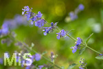 24.06.2026,  Kurpark in Bad Wörishofen (Bayern),  der schön angelegte Kneipp-Kräutergarten mit den bekanntesten Heilkräutern in der Heilkunde. Katzenminze (Nepeta x faassenii)