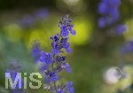 24.06.2026,  Kurpark in Bad Wörishofen (Bayern),  der schön angelegte Kneipp-Kräutergarten mit den bekanntesten Heilkräutern in der Heilkunde. Katzenminze (Nepeta x faassenii)