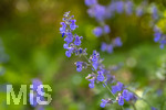 24.06.2026,  Kurpark in Bad Wörishofen (Bayern),  der schön angelegte Kneipp-Kräutergarten mit den bekanntesten Heilkräutern in der Heilkunde. Katzenminze (Nepeta x faassenii)