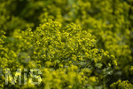 24.06.2026,  Kurpark in Bad Wörishofen (Bayern),  der schön angelegte Kneipp-Kräutergarten mit den bekanntesten Heilkräutern in der Heilkunde. Weicher Frauenmantel (Alchemilla mollis)
