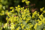 24.06.2026,  Kurpark in Bad Wörishofen (Bayern),  der schön angelegte Kneipp-Kräutergarten mit den bekanntesten Heilkräutern in der Heilkunde. Frauenmantel (Alchemilla mollis) 