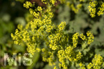 24.06.2026,  Kurpark in Bad Wörishofen (Bayern),  der schön angelegte Kneipp-Kräutergarten mit den bekanntesten Heilkräutern in der Heilkunde. Frauenmantel (Alchemilla mollis) 