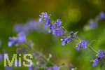 24.06.2026,  Kurpark in Bad Wörishofen (Bayern),  der schön angelegte Kneipp-Kräutergarten mit den bekanntesten Heilkräutern in der Heilkunde. Katzenminze (Nepeta x faassenii)