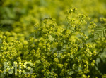 24.06.2026,  Kurpark in Bad Wörishofen (Bayern),  der schön angelegte Kneipp-Kräutergarten mit den bekanntesten Heilkräutern in der Heilkunde. Weicher Frauenmantel (Alchemilla mollis)