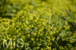 24.06.2026,  Kurpark in Bad Wörishofen (Bayern),  der schön angelegte Kneipp-Kräutergarten mit den bekanntesten Heilkräutern in der Heilkunde. Weicher Frauenmantel (Alchemilla mollis)