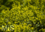 24.06.2026,  Kurpark in Bad Wörishofen (Bayern),  der schön angelegte Kneipp-Kräutergarten mit den bekanntesten Heilkräutern in der Heilkunde. Weicher Frauenmantel (Alchemilla mollis)