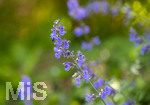 24.06.2026,  Kurpark in Bad Wörishofen (Bayern),  der schön angelegte Kneipp-Kräutergarten mit den bekanntesten Heilkräutern in der Heilkunde. Katzenminze (Nepeta x faassenii)