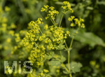 24.06.2026,  Kurpark in Bad Wörishofen (Bayern),  der schön angelegte Kneipp-Kräutergarten mit den bekanntesten Heilkräutern in der Heilkunde. Weicher Frauenmantel (Alchemilla mollis)