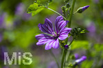 24.06.2026,  Kurpark in Bad Wörishofen (Bayern),  der schön angelegte Kneipp-Kräutergarten mit den bekanntesten Heilkräutern in der Heilkunde. Wilde Malve (Malve Sylvestris Malvaceae)