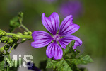 24.06.2026,  Kurpark in Bad Wörishofen (Bayern),  der schön angelegte Kneipp-Kräutergarten mit den bekanntesten Heilkräutern in der Heilkunde. Wilde Malve (Malve Sylvestris Malvaceae)