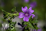 24.06.2026,  Kurpark in Bad Wörishofen (Bayern),  der schön angelegte Kneipp-Kräutergarten mit den bekanntesten Heilkräutern in der Heilkunde. Wilde Malve (Malve Sylvestris Malvaceae)
