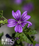 24.06.2026,  Kurpark in Bad Wörishofen (Bayern),  der schön angelegte Kneipp-Kräutergarten mit den bekanntesten Heilkräutern in der Heilkunde. Wilde Malve (Malve Sylvestris Malvaceae)