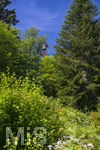 24.06.2026,  Kurpark in Bad Wörishofen (Bayern),  Baumpflege durch die Städtischen Gärtner, auf einem Hubsteiger stehend werden auch die Aste in den hohen Baumkronen gelichtet.