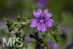 24.06.2026,  Kurpark in Bad Wörishofen (Bayern),  der schön angelegte Kneipp-Kräutergarten mit den bekanntesten Heilkräutern in der Heilkunde. Wilde Malve (Malve Sylvestris Malvaceae)