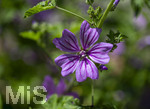 24.06.2026,  Kurpark in Bad Wörishofen (Bayern),  der schön angelegte Kneipp-Kräutergarten mit den bekanntesten Heilkräutern in der Heilkunde. Wilde Malve (Malve Sylvestris Malvaceae)