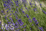 24.06.2026,  Kurpark in Bad Wörishofen (Bayern),  der schön angelegte Kneipp-Kräutergarten mit den bekanntesten Heilkräutern in der Heilkunde. Echter Lavendel (Lavendula angustifolia) Lamiaceae, Aus den Blütenständen mit Stängel wird Lavendelöl hergestellt. Lavendel ist eine in der Parfümerie geschätzte Pflanzengattung. Dies gilt vor allem für den Echten Lavendel, Auszüge aus Lavendelblüten haben leicht beruhigende, blähungswidrige und gallentreibende Eigenschaften. Man nutzt dies zur Milderung von Beschwerden wie innere Unruhe, nervöse Erschöpfung, Einschlafstörungen, Migräne sowie nervösen Magen-Darm- und Gallenbeschwerden. Einreibungen mit Lavendelöl wirken vorwiegend hautreizend und dienen deshalb zur Bekämpfung rheumatischer Beschwerden. Als Badezusatz wird es bei funktionellen Kreislaufstörungen verwendet. Wegen seiner antibakteriellen Eigenschaften ist Lavendelöl auch in Gurgellösungen enthalten.