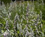 24.06.2026,  Kurpark in Bad Wörishofen (Bayern),  der schön angelegte Kneipp-Kräutergarten mit den bekanntesten Heilkräutern in der Heilkunde. Woll-Ziest, Wollziest, Wolliger Ziest, Eselsohr, Hasenohr, Stachys byzantina, deren oberirdischen Pflanzenteile sind oft dicht grau oder weiß seidig-wollig behaart