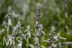 24.06.2026,  Kurpark in Bad Wörishofen (Bayern),  der schön angelegte Kneipp-Kräutergarten mit den bekanntesten Heilkräutern in der Heilkunde. Woll-Ziest, Wollziest, Wolliger Ziest, Eselsohr, Hasenohr, Stachys byzantina, deren oberirdischen Pflanzenteile sind oft dicht grau oder weiß seidig-wollig behaart