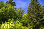 24.06.2026,  Kurpark in Bad Wörishofen (Bayern),  Baumpflege durch die Städtischen Gärtner, auf einem Hubsteiger stehend werden auch die Aste in den hohen Baumkronen gelichtet.