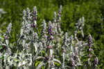 24.06.2026,  Kurpark in Bad Wörishofen (Bayern),  der schön angelegte Kneipp-Kräutergarten mit den bekanntesten Heilkräutern in der Heilkunde. Woll-Ziest, Wollziest, Wolliger Ziest, Eselsohr, Hasenohr, Stachys byzantina, deren oberirdischen Pflanzenteile sind oft dicht grau oder weiß seidig-wollig behaart