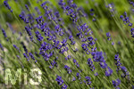 24.06.2026,  Kurpark in Bad Wörishofen (Bayern),  der schön angelegte Kneipp-Kräutergarten mit den bekanntesten Heilkräutern in der Heilkunde. Echter Lavendel (Lavendula angustifolia) Lamiaceae, Aus den Blütenständen mit Stängel wird Lavendelöl hergestellt. Lavendel ist eine in der Parfümerie geschätzte Pflanzengattung. Dies gilt vor allem für den Echten Lavendel, Auszüge aus Lavendelblüten haben leicht beruhigende, blähungswidrige und gallentreibende Eigenschaften. Man nutzt dies zur Milderung von Beschwerden wie innere Unruhe, nervöse Erschöpfung, Einschlafstörungen, Migräne sowie nervösen Magen-Darm- und Gallenbeschwerden. Einreibungen mit Lavendelöl wirken vorwiegend hautreizend und dienen deshalb zur Bekämpfung rheumatischer Beschwerden. Als Badezusatz wird es bei funktionellen Kreislaufstörungen verwendet. Wegen seiner antibakteriellen Eigenschaften ist Lavendelöl auch in Gurgellösungen enthalten.