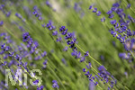 24.06.2026,  Kurpark in Bad Wörishofen (Bayern),  der schön angelegte Kneipp-Kräutergarten mit den bekanntesten Heilkräutern in der Heilkunde. Echter Lavendel (Lavendula angustifolia) Lamiaceae, Aus den Blütenständen mit Stängel wird Lavendelöl hergestellt. Lavendel ist eine in der Parfümerie geschätzte Pflanzengattung. Dies gilt vor allem für den Echten Lavendel, Auszüge aus Lavendelblüten haben leicht beruhigende, blähungswidrige und gallentreibende Eigenschaften. Man nutzt dies zur Milderung von Beschwerden wie innere Unruhe, nervöse Erschöpfung, Einschlafstörungen, Migräne sowie nervösen Magen-Darm- und Gallenbeschwerden. Einreibungen mit Lavendelöl wirken vorwiegend hautreizend und dienen deshalb zur Bekämpfung rheumatischer Beschwerden. Als Badezusatz wird es bei funktionellen Kreislaufstörungen verwendet. Wegen seiner antibakteriellen Eigenschaften ist Lavendelöl auch in Gurgellösungen enthalten.