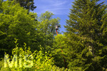 24.06.2026,  Kurpark in Bad Wörishofen (Bayern),  Baumpflege durch die Städtischen Gärtner, auf einem Hubsteiger stehend werden auch die Aste in den hohen Baumkronen gelichtet.