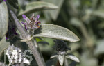 24.06.2026,  Kurpark in Bad Wörishofen (Bayern),  der schön angelegte Kneipp-Kräutergarten mit den bekanntesten Heilkräutern in der Heilkunde. Woll-Ziest, Wollziest, Wolliger Ziest, Eselsohr, Hasenohr, Stachys byzantina, deren oberirdischen Pflanzenteile sind oft dicht grau oder weiß seidig-wollig behaart