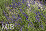 24.06.2026,  Kurpark in Bad Wörishofen (Bayern),  der schön angelegte Kneipp-Kräutergarten mit den bekanntesten Heilkräutern in der Heilkunde. Echter Lavendel (Lavendula angustifolia) Lamiaceae, Aus den Blütenständen mit Stängel wird Lavendelöl hergestellt. Lavendel ist eine in der Parfümerie geschätzte Pflanzengattung. Dies gilt vor allem für den Echten Lavendel, Auszüge aus Lavendelblüten haben leicht beruhigende, blähungswidrige und gallentreibende Eigenschaften. Man nutzt dies zur Milderung von Beschwerden wie innere Unruhe, nervöse Erschöpfung, Einschlafstörungen, Migräne sowie nervösen Magen-Darm- und Gallenbeschwerden. Einreibungen mit Lavendelöl wirken vorwiegend hautreizend und dienen deshalb zur Bekämpfung rheumatischer Beschwerden. Als Badezusatz wird es bei funktionellen Kreislaufstörungen verwendet. Wegen seiner antibakteriellen Eigenschaften ist Lavendelöl auch in Gurgellösungen enthalten.