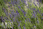 24.06.2026,  Kurpark in Bad Wörishofen (Bayern),  der schön angelegte Kneipp-Kräutergarten mit den bekanntesten Heilkräutern in der Heilkunde. Echter Lavendel (Lavendula angustifolia) Lamiaceae, Aus den Blütenständen mit Stängel wird Lavendelöl hergestellt. Lavendel ist eine in der Parfümerie geschätzte Pflanzengattung. Dies gilt vor allem für den Echten Lavendel, Auszüge aus Lavendelblüten haben leicht beruhigende, blähungswidrige und gallentreibende Eigenschaften. Man nutzt dies zur Milderung von Beschwerden wie innere Unruhe, nervöse Erschöpfung, Einschlafstörungen, Migräne sowie nervösen Magen-Darm- und Gallenbeschwerden. Einreibungen mit Lavendelöl wirken vorwiegend hautreizend und dienen deshalb zur Bekämpfung rheumatischer Beschwerden. Als Badezusatz wird es bei funktionellen Kreislaufstörungen verwendet. Wegen seiner antibakteriellen Eigenschaften ist Lavendelöl auch in Gurgellösungen enthalten.