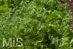 24.06.2026,  Kurpark in Bad Wörishofen (Bayern),  der schön angelegte Kneipp-Kräutergarten mit den bekanntesten Heilkräutern in der Heilkunde. Eberraute (Artemisia abrotanum), genannt auch Stabwurz. Die Pflanze wurde bereits in der Antike medizinisch verwendet, Als Würzkraut ist die Eberraute hauptsächlich zum Verfeinern fetten Fleisches geeignet. Die Bitterstoffe entfalten hierbei eine appetit- und verdauungsfördernde Wirkung. Medizinische Wirkung wurde bei nervösen Magenbeschwerden festgestellt. Auch eine appetitanregende Wirkung hat sich bestätigt.