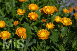 24.06.2026,  Kurpark in Bad Wörishofen (Bayern),  der schön angelegte Kneipp-Kräutergarten mit den bekanntesten Heilkräutern in der Heilkunde. Garten-Ringelblume (Calendula officinalis) Asteraceae, 
Die pharmazeutisch bedeutsamen Inhaltsstoffe der Blüten sind die Flavonoide, vor allem Quercetin- und Isorhamnetinglycoside, deren Konzentration bis 1 % beträgt. In der Lebensmittelindustrie wird die Ringelblume als Farbstoff eingesetzt, unter anderem bei Käse und Butter. In Teemischungen dient sie als Schmuckdroge. In der Vergangenheit diente sie zum Verfälschen von Safran. In der Naturheilkunde werden die getrockneten ganzen oder zerkleinerten Blütenkörbchen und die getrockneten Zungenblüten verwendet. Verabreicht werden sie in Form von Teeaufgüssen, wässrigen Auszügen, Tinkturen, Extrakten und Salben. Präparate werden zur äußerlichen Anwendung bei Hautentzündungen, zur Wundheilung, bei Quetschungen, Furunkeln und Ausschlägen angeboten. 