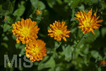24.06.2026,  Kurpark in Bad Wörishofen (Bayern),  der schön angelegte Kneipp-Kräutergarten mit den bekanntesten Heilkräutern in der Heilkunde. Garten-Ringelblume (Calendula officinalis) Asteraceae, 
Die pharmazeutisch bedeutsamen Inhaltsstoffe der Blüten sind die Flavonoide, vor allem Quercetin- und Isorhamnetinglycoside, deren Konzentration bis 1 % beträgt. In der Lebensmittelindustrie wird die Ringelblume als Farbstoff eingesetzt, unter anderem bei Käse und Butter. In Teemischungen dient sie als Schmuckdroge. In der Vergangenheit diente sie zum Verfälschen von Safran. In der Naturheilkunde werden die getrockneten ganzen oder zerkleinerten Blütenkörbchen und die getrockneten Zungenblüten verwendet. Verabreicht werden sie in Form von Teeaufgüssen, wässrigen Auszügen, Tinkturen, Extrakten und Salben. Präparate werden zur äußerlichen Anwendung bei Hautentzündungen, zur Wundheilung, bei Quetschungen, Furunkeln und Ausschlägen angeboten. 