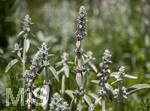24.06.2026,  Kurpark in Bad Wörishofen (Bayern),  der schön angelegte Kneipp-Kräutergarten mit den bekanntesten Heilkräutern in der Heilkunde. Woll-Ziest, Wollziest, Wolliger Ziest, Eselsohr, Hasenohr, Stachys byzantina, deren oberirdischen Pflanzenteile sind oft dicht grau oder weiß seidig-wollig behaart