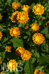 24.06.2026,  Kurpark in Bad Wörishofen (Bayern),  der schön angelegte Kneipp-Kräutergarten mit den bekanntesten Heilkräutern in der Heilkunde. Garten-Ringelblume (Calendula officinalis) Asteraceae, 
Die pharmazeutisch bedeutsamen Inhaltsstoffe der Blüten sind die Flavonoide, vor allem Quercetin- und Isorhamnetinglycoside, deren Konzentration bis 1 % beträgt. In der Lebensmittelindustrie wird die Ringelblume als Farbstoff eingesetzt, unter anderem bei Käse und Butter. In Teemischungen dient sie als Schmuckdroge. In der Vergangenheit diente sie zum Verfälschen von Safran. In der Naturheilkunde werden die getrockneten ganzen oder zerkleinerten Blütenkörbchen und die getrockneten Zungenblüten verwendet. Verabreicht werden sie in Form von Teeaufgüssen, wässrigen Auszügen, Tinkturen, Extrakten und Salben. Präparate werden zur äußerlichen Anwendung bei Hautentzündungen, zur Wundheilung, bei Quetschungen, Furunkeln und Ausschlägen angeboten. 